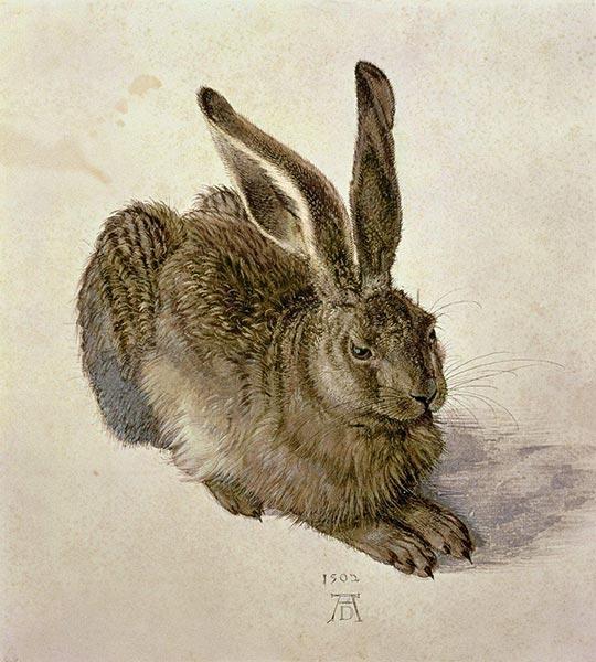 alberto-durero-conejo