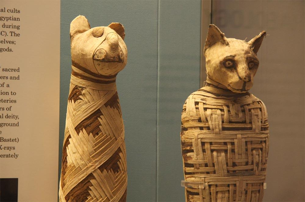 Gatos-egipcios-museo