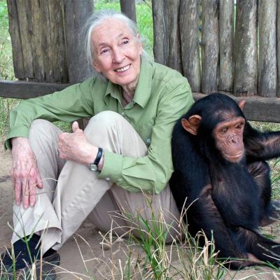 Fallece Jane Goodall, pionera en el estudio de los chimpancés