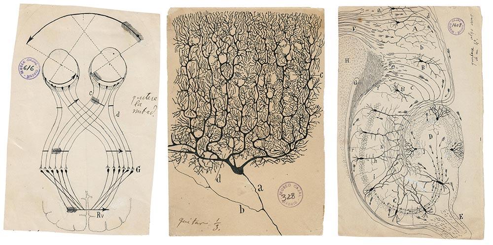 santiago-ramon-y-cajal-neuronas
